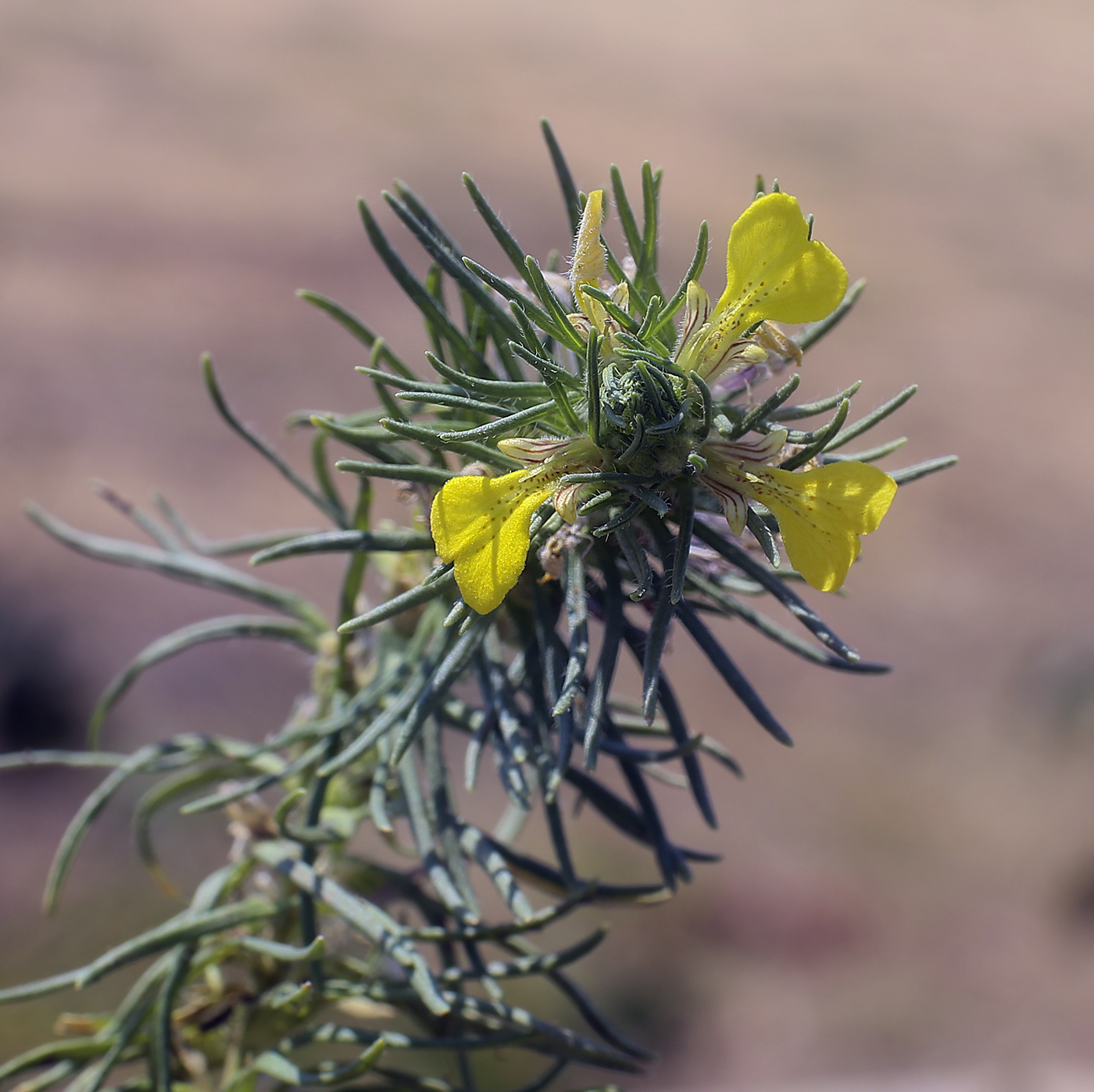 Image of Ajuga chia specimen.