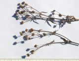 Potentilla agrimonioides
