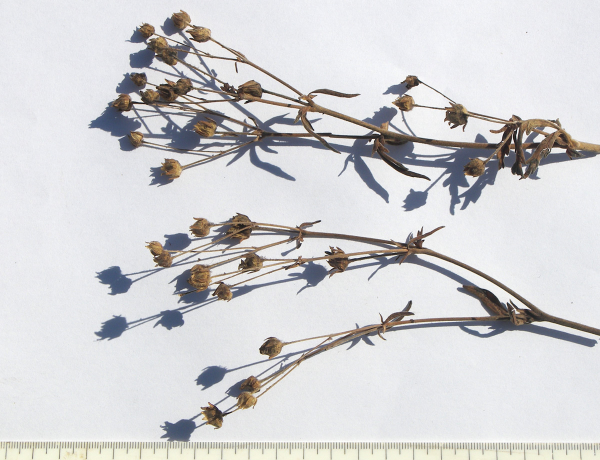 Image of Potentilla agrimonioides specimen.