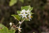 genus Solanum
