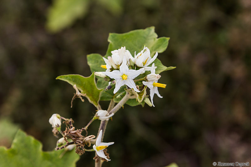 Изображение особи род Solanum.