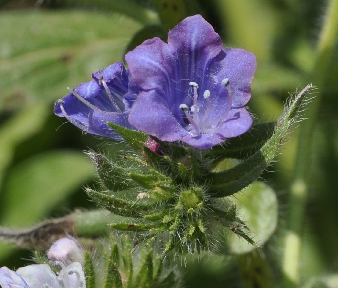 Изображение особи Echium plantagineum.