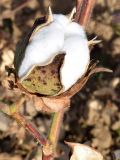 Gossypium hirsutum