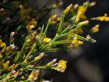 Genista acanthoclada. Вершина цветущей ветви. Греция, о-в Крит, ном Ханья (Νομός Χανίων), дим Платаньяс (Δήμος Πλατανιά), долина Фаса, ≈ 300 м н.у.м., фригана. 22 июня 2017 г.