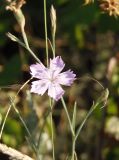 Dianthus pallens