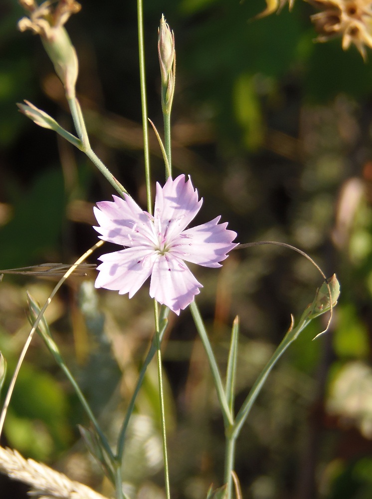 Image of Dianthus pallens specimen.