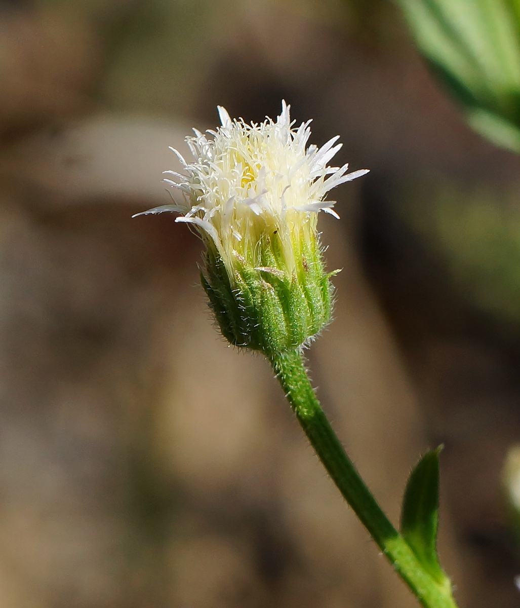 Image of Erigeron acris specimen.