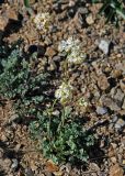 Thalictrum petaloideum