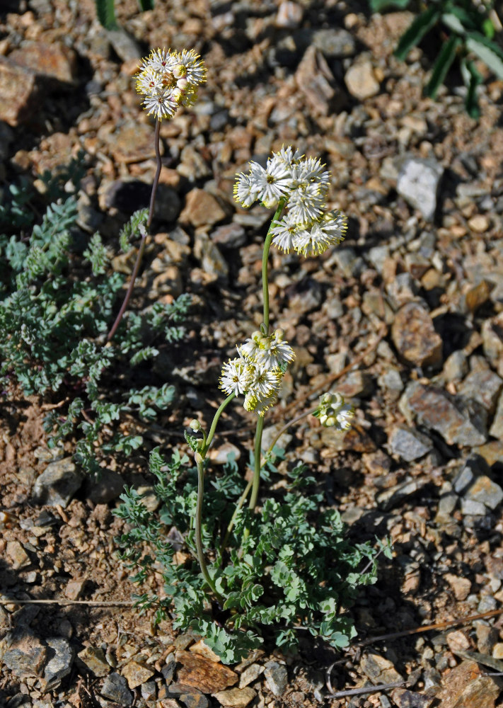 Изображение особи Thalictrum petaloideum.