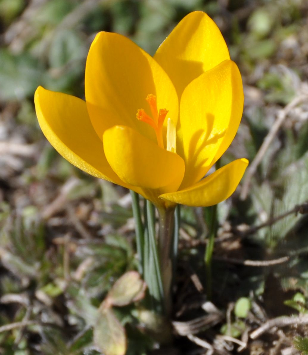 Image of Crocus chrysanthus specimen.