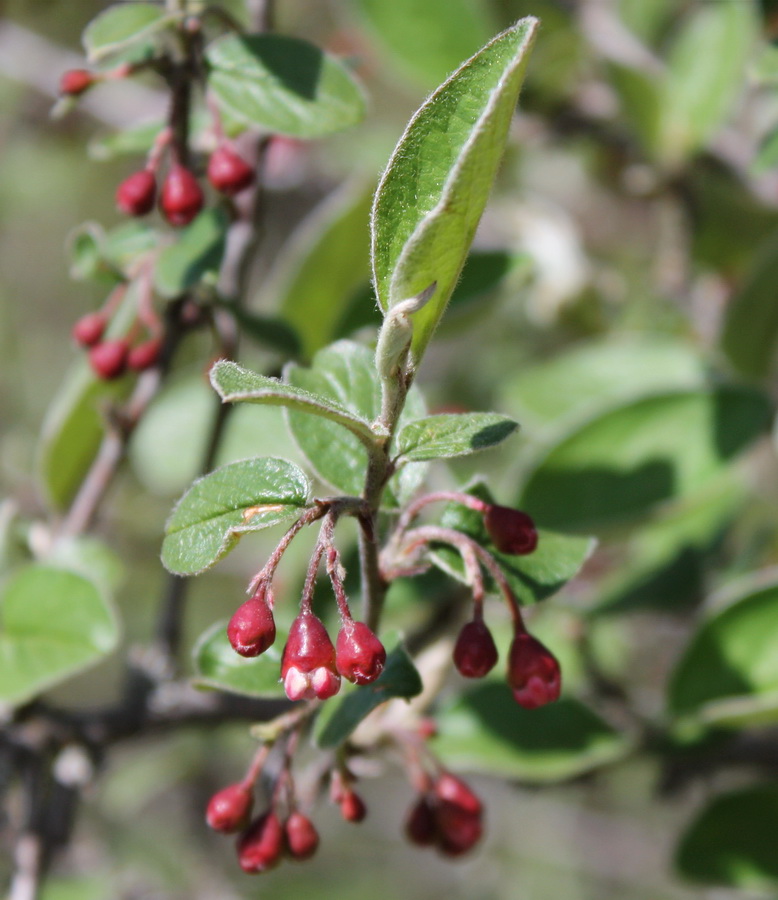 Image of Cotoneaster melanocarpus specimen.