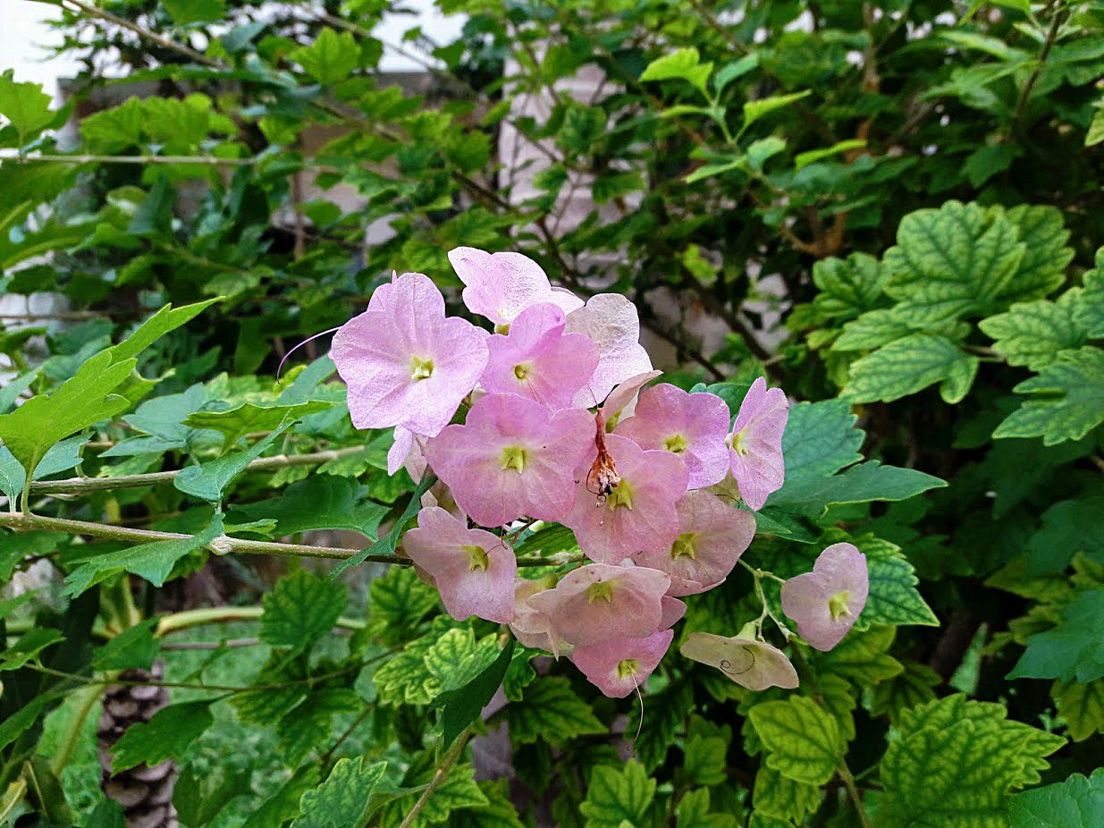 Image of Karomia speciosa specimen.