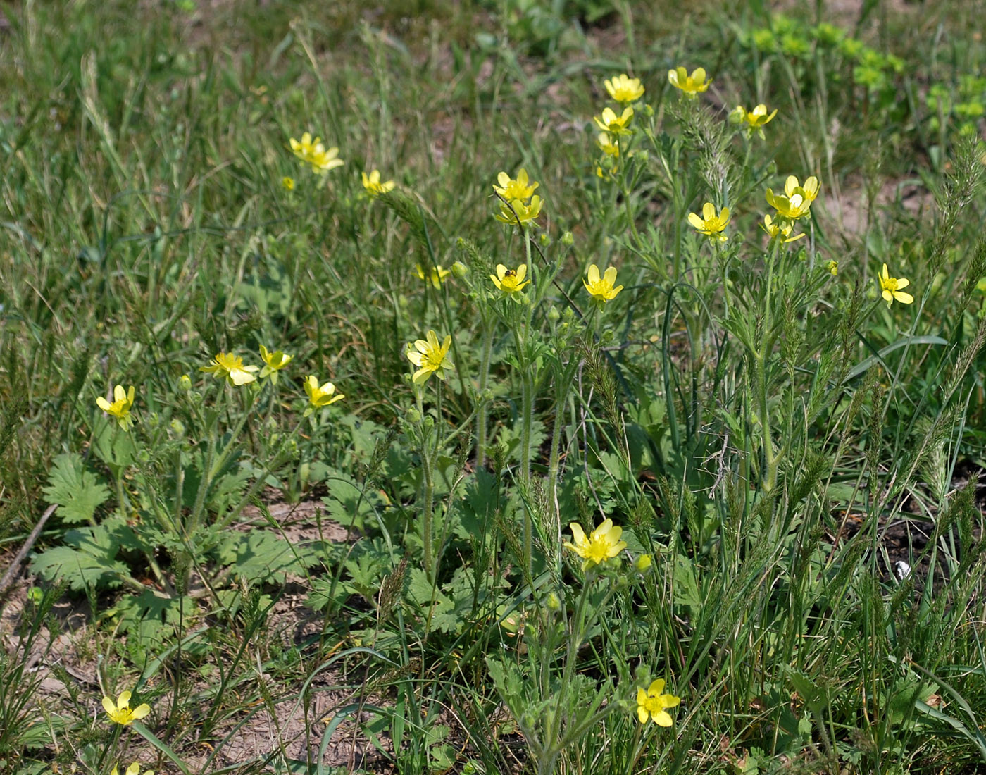 Изображение особи Ranunculus oxyspermus.