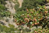 Acer sempervirens. Ветвь с плодами. Греция, о-в Крит, ном Ханья (Νομός Χανίων), дим Платаньяс (Δήμος Πλατανιά), горный массив Лефка Ори (Λευκά Όρη), урочище Ксилоскало (Ξυλόσκαλο), ≈ 1200 м н.у.м., на откосе автомобильной дороги. 26 июня 2017 г.