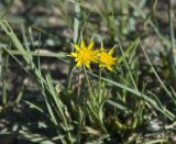 Tragopogon songoricus. Цветущие растения. Монгольский Алтай, берег оз. Хурган-Нур. 31.10.2008.