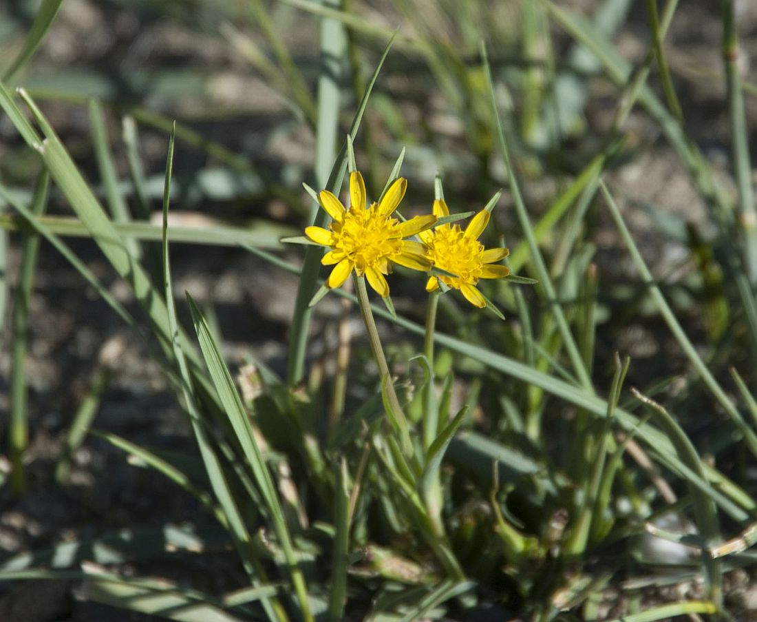 Image of Tragopogon songoricus specimen.