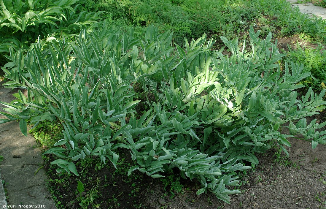 Изображение особи Ferula foetidissima.