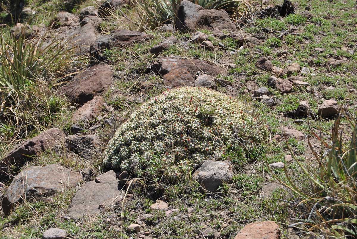 Image of Mammillaria compressa specimen.