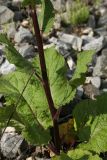 Verbascum nigrum