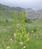 Veratrum lobelianum. Цветущие растения. Кабардино-Балкария, Приэльбрусье, долина реки Терскол, субальпийский луг, рядом растут Cirsium obvallatum и Bistorta carnea, выс. ок. 2460 м н.у.м. 23.07.2013.