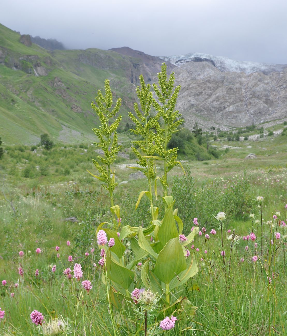 Изображение особи Veratrum lobelianum.