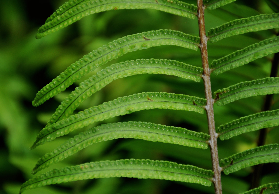 Image of Nephrolepis biserrata specimen.