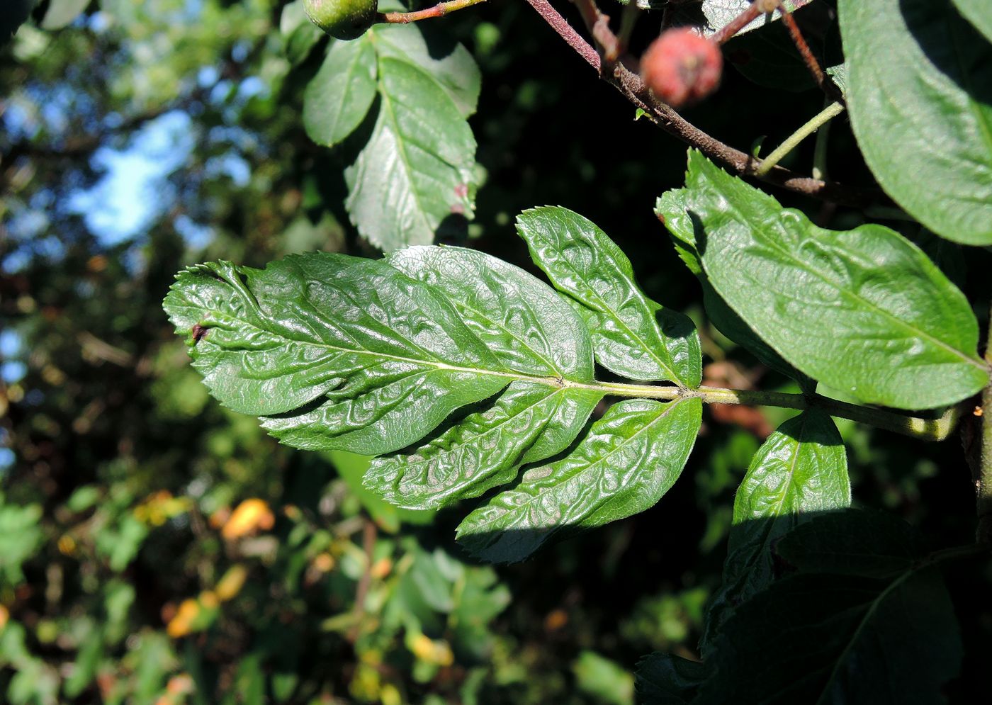 Image of &times; Crataegosorbus miczurinii specimen.