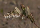 Chamaedaphne calyculata