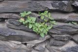 genus Nepeta. Вегетирующее растение. Грузия, Казбегский муниципалитет, село Гергети, каменная кладка ограды. 22.05.2018.
