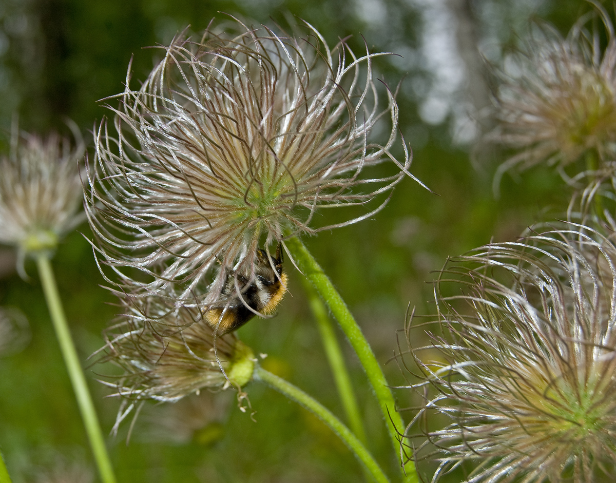 Изображение особи Pulsatilla uralensis.