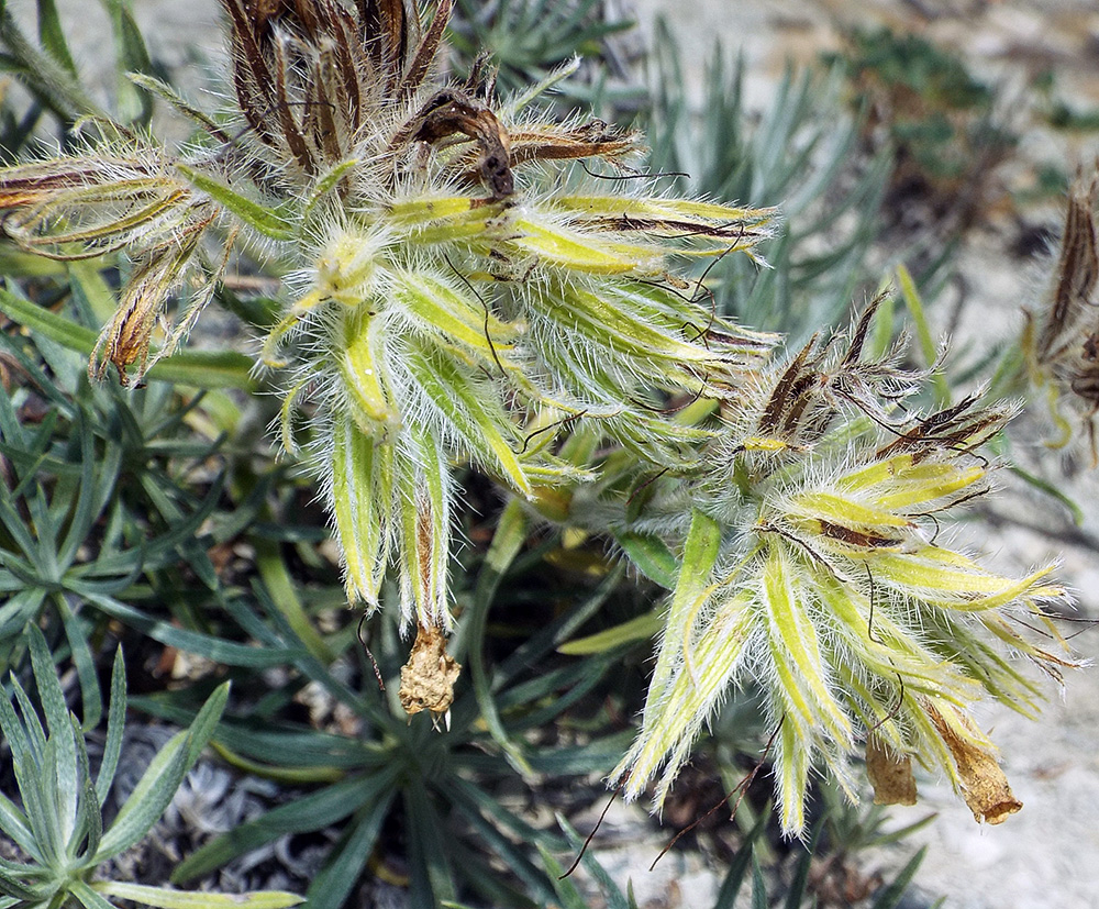 Image of Onosma polyphylla specimen.