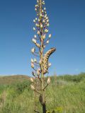 Eremurus tianschanicus. Соцветие с бутонами и кормящейся гусеницей бражника Hyles centralasiae. Казахстан, Жамбылская обл., хр. Каратау, пер. Куюк, 850 м н.у.м., степной участок дна ущелья перевала. 12 июня 2018 г.