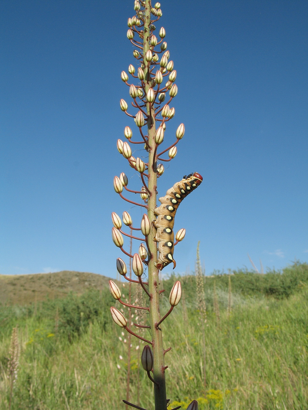 Изображение особи Eremurus tianschanicus.