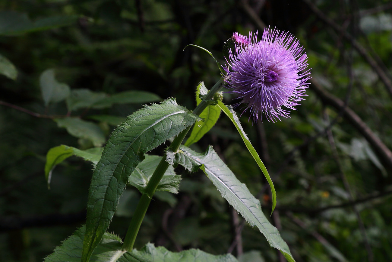 Изображение особи Cirsium heterophyllum.