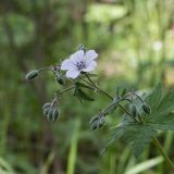 Geranium asiaticum