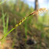 Carex macroura