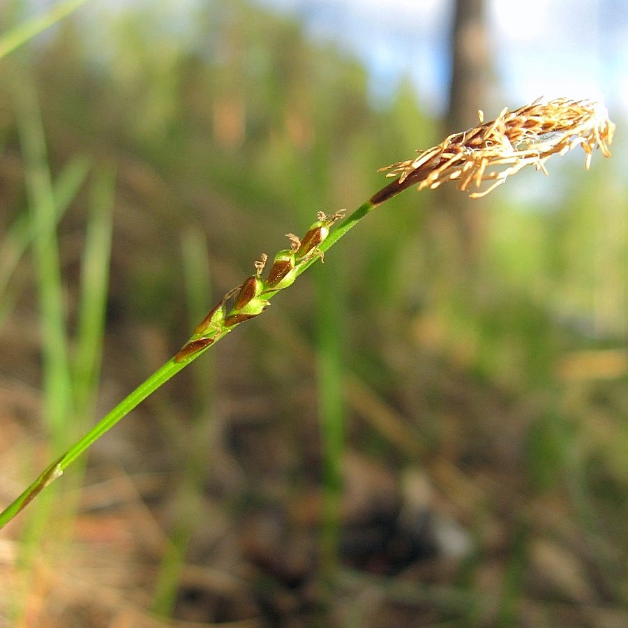 Изображение особи Carex macroura.