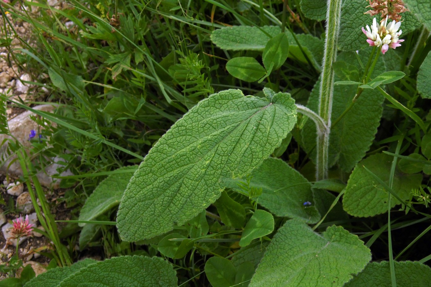 Image of Stachys balansae specimen.