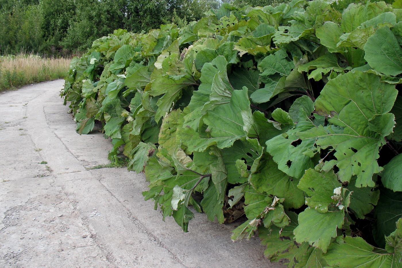 Изображение особи Petasites hybridus.