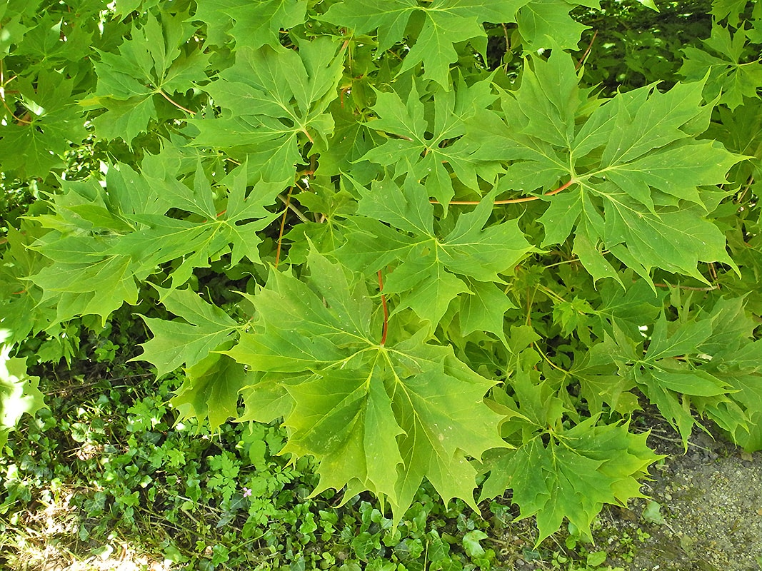 Image of Acer platanoides f. palmatifidum specimen.