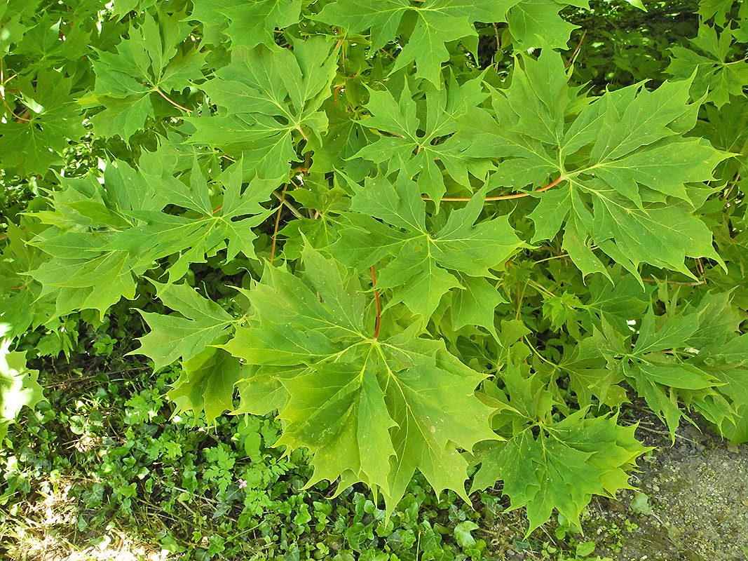 Изображение особи Acer platanoides f. palmatifidum.