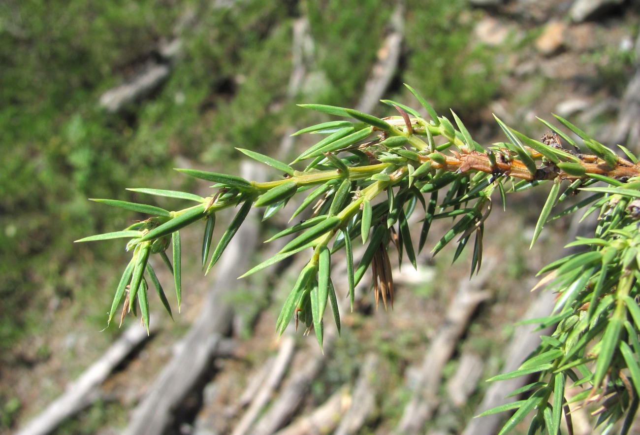 Изображение особи Juniperus oblonga.