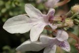 Teucrium brevifolium