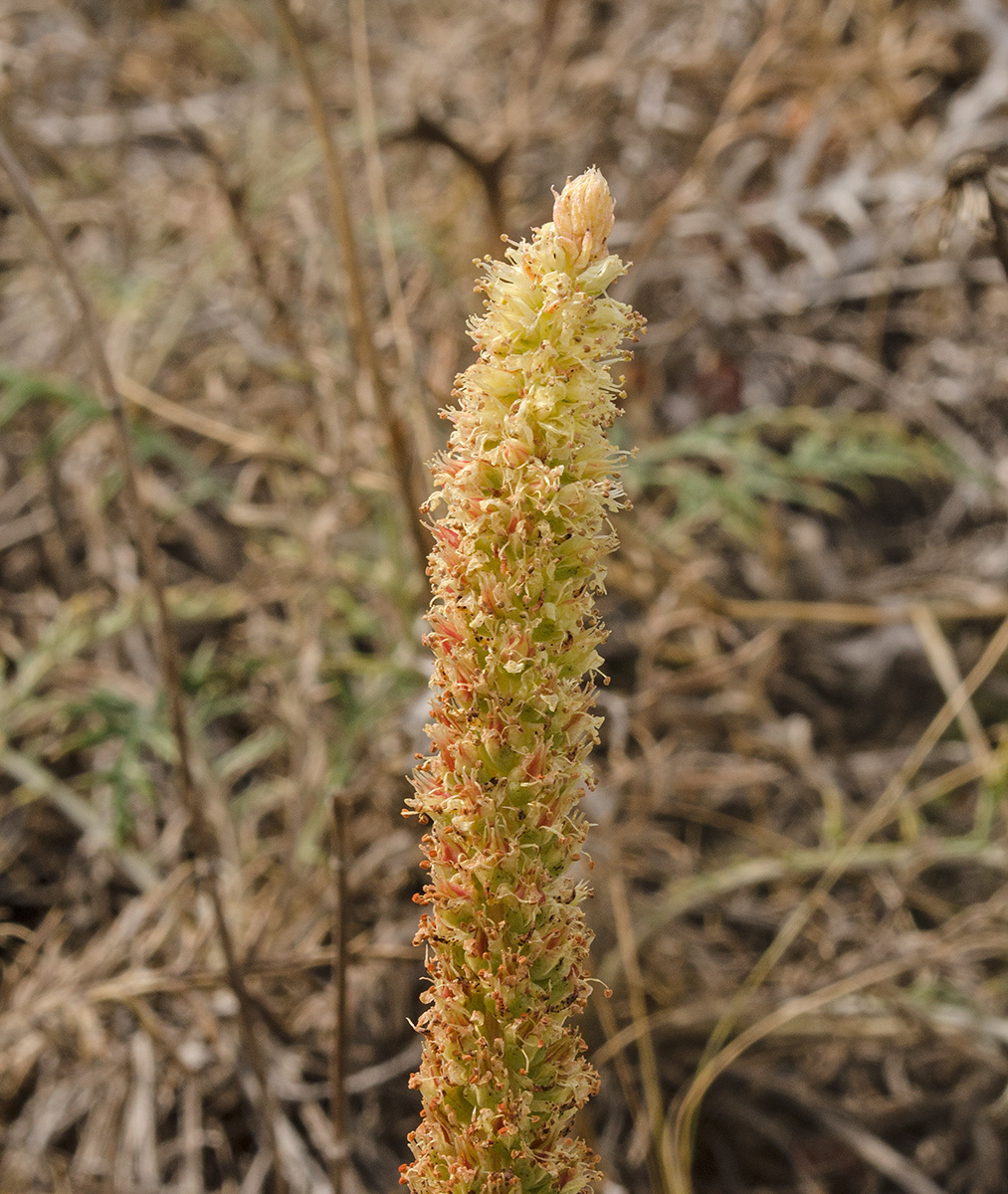 Image of Orostachys spinosa specimen.