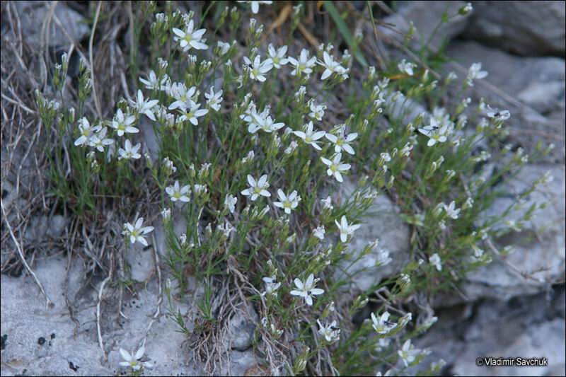 Image of Minuartia hirsuta specimen.