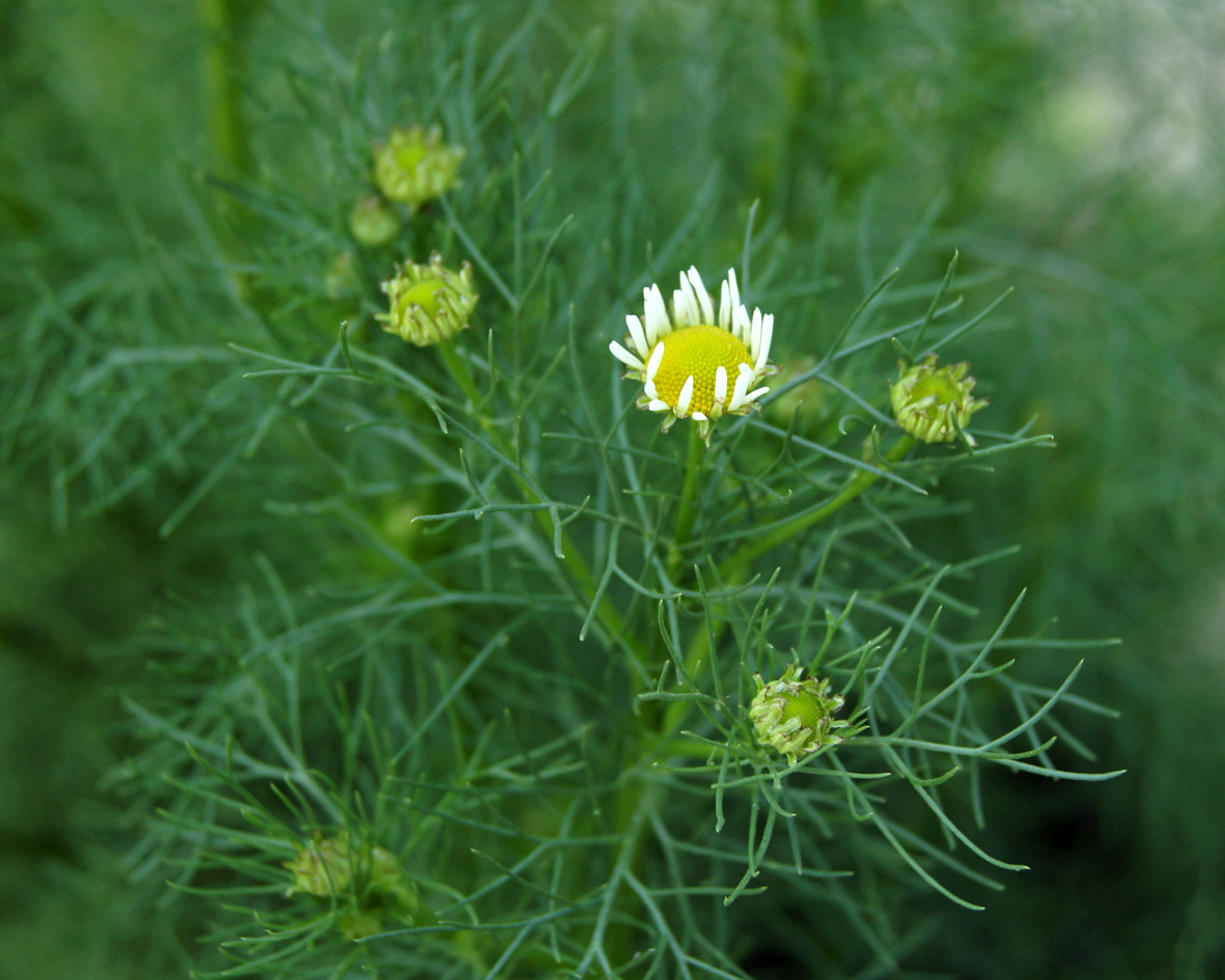 Изображение особи Tripleurospermum inodorum.