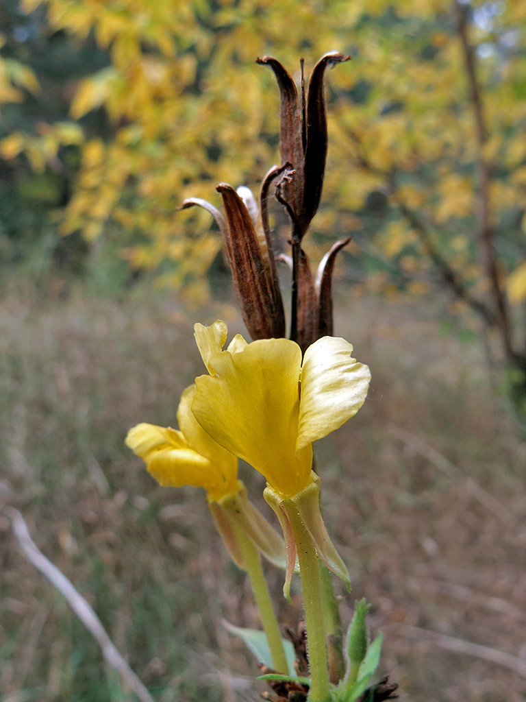 Изображение особи Oenothera biennis.