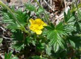 genus Potentilla. Листья и цветок. Чукотка, Чаунский р-н, окр. г. Певек, склон сопки Певек. 19.06.2018.