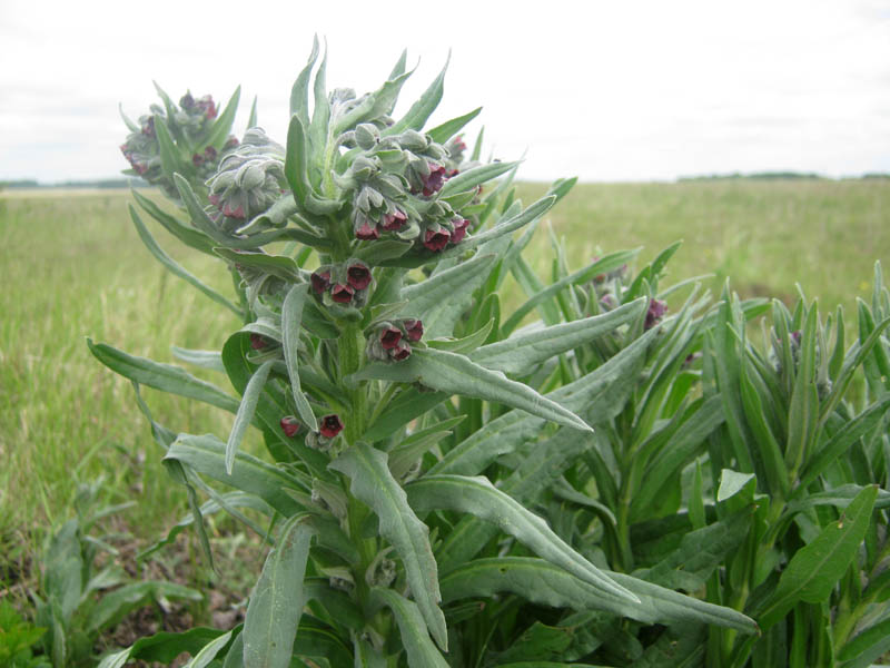 Image of Cynoglossum officinale specimen.