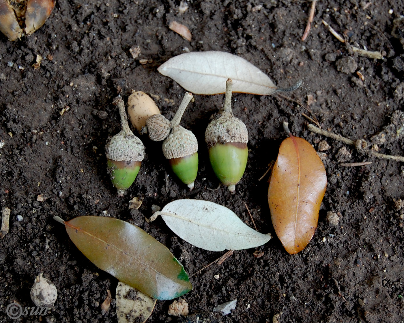 Изображение особи Quercus ilex.